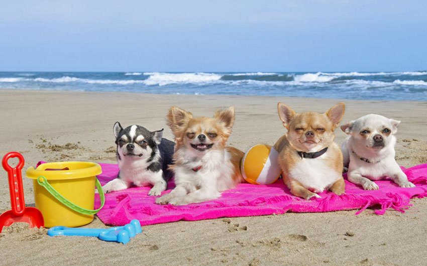 Urlaub mit Hund – auch in Teneriffa möglich?