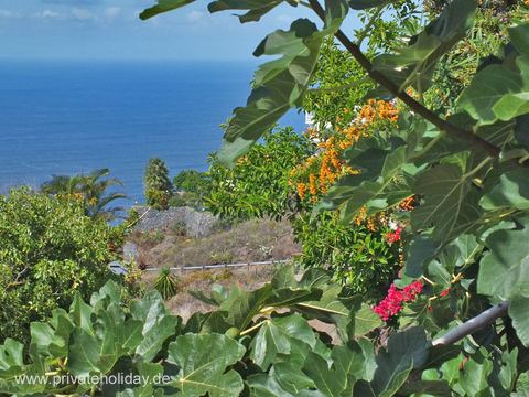 Gartenblick mit tropischen Pflanzen und Meer – El Sauzal, Teneriffa