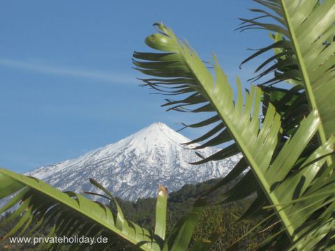 Schneebedeckter Berg hinter Palmenblättern – El Tanque, Teneriffa