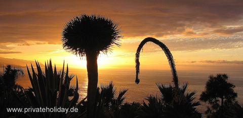 Sunset over palms and sea – La Matanza, Tenerife