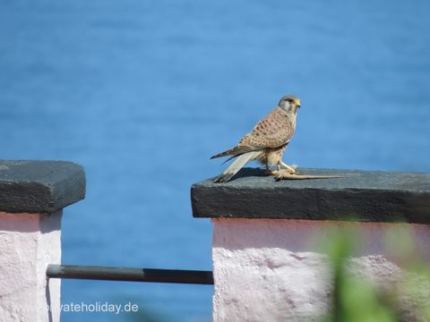 Vogel op muur tegen blauwe zee – La Matanza, Teneriffa