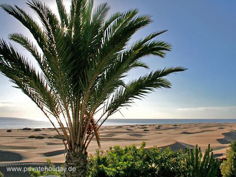 Beach with palm tree and dunes – Playa del Inglés, Gran Canaria