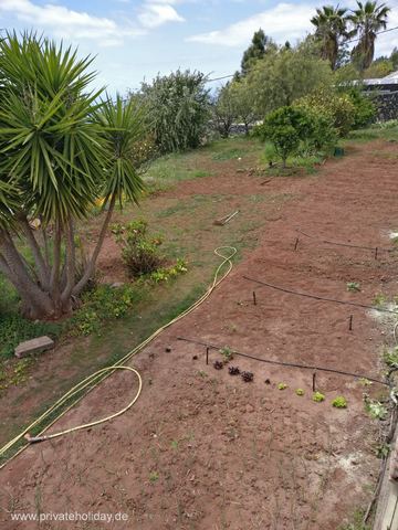 Garden area with hose and palms – Chio, Tenerife