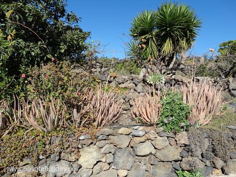 Tuin met vetplanten en palmbomen – Chio, Teneriffa