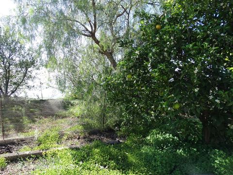 Tuin met bomen en citrusvruchten – Chio, Teneriffa