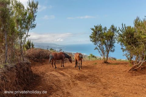 Stoffen pad met paarden en zeezicht – Santa Ursula, Teneriffa