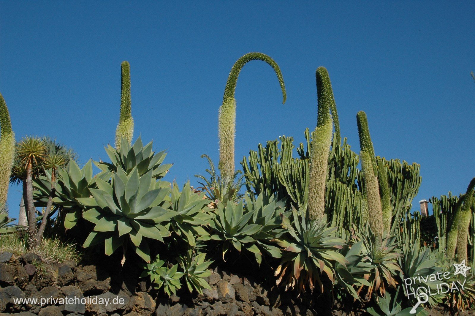 Tropikalny ogród z wysokimi sukulentami – La Matanza, Tenerife