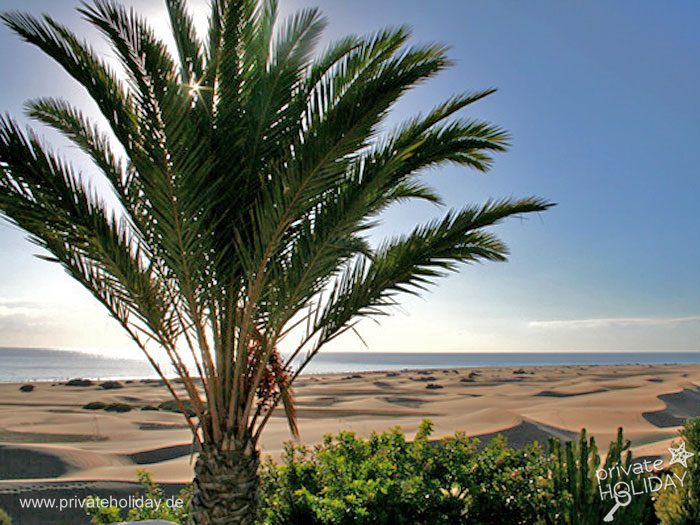 Palma davanti a dune e mare – Playa del Inglés, Gran Canaria