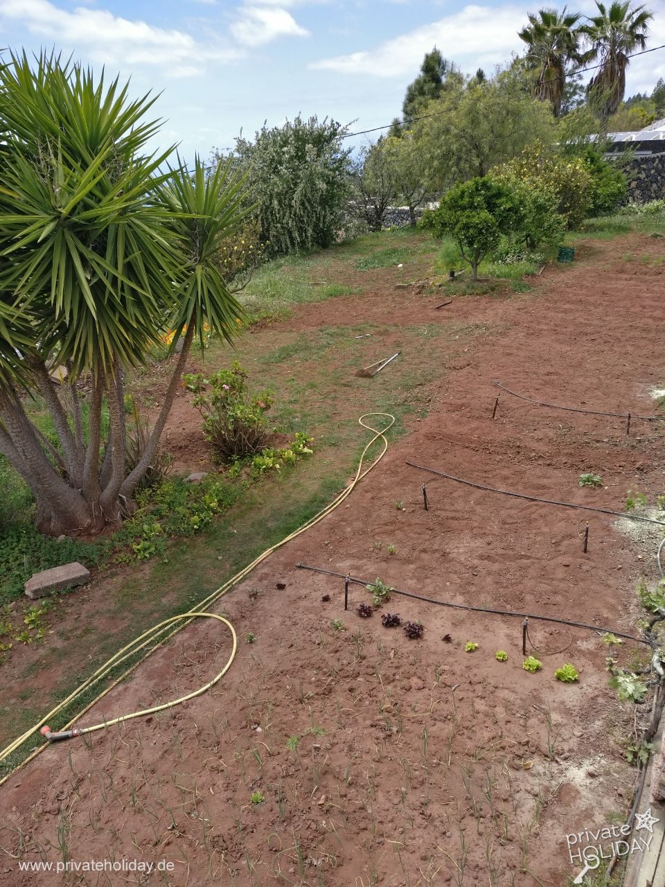 Jardin avec palmiers et tuyau d’arrosage – Chio, Ténérife