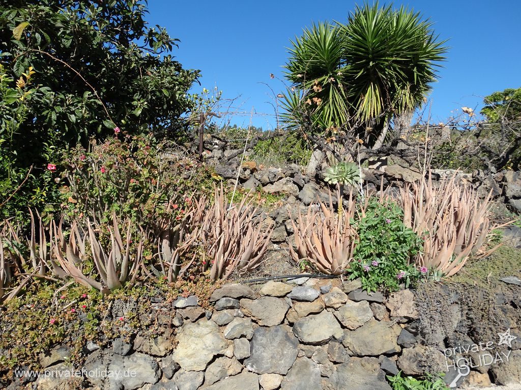 Jardin avec muret en pierre et plantes grasses – Chio, Ténérife