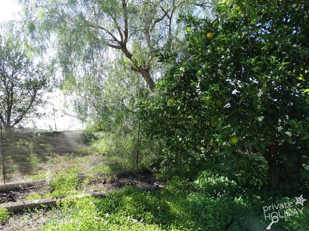 Jardin verdoyant avec arbres et arbustes – Chio, Ténérife